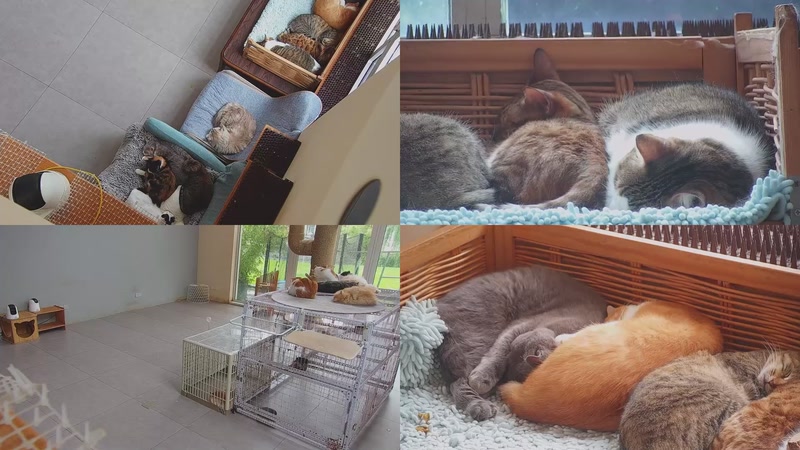 【2025-10-26 09点场】喵放送：喵放送☀️喵呜~