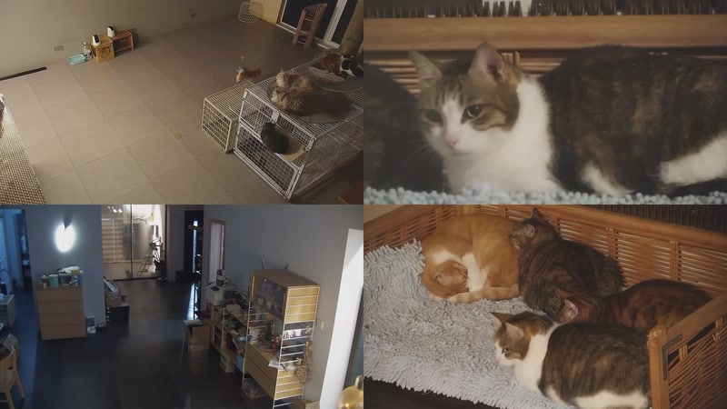 【2025-10-26 17点场】喵放送：喵放送☀️喵呜~