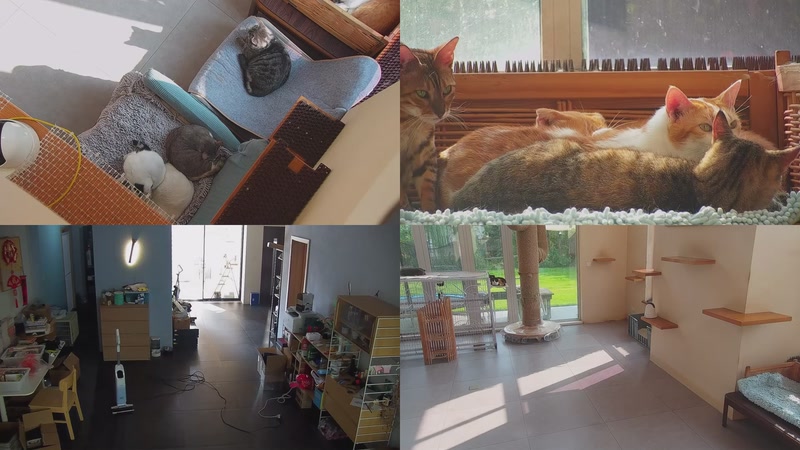 【2025-10-27 13点场】喵放送：喵放送☀️喵呜~