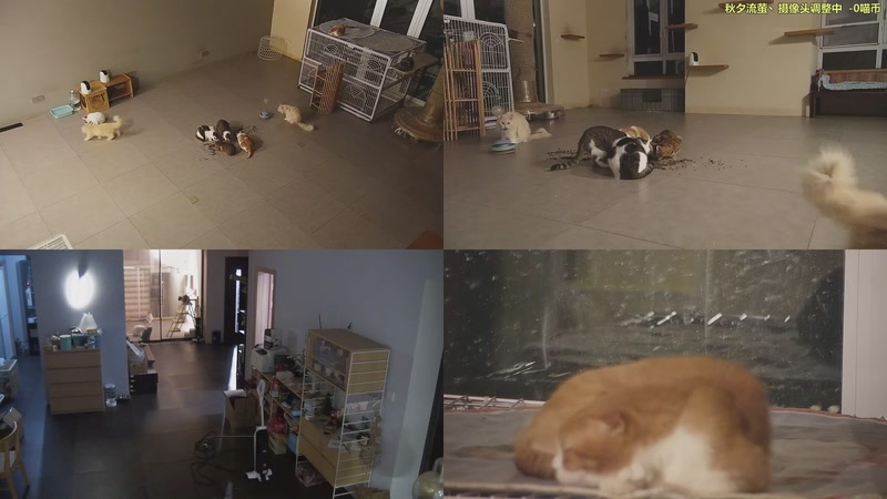 【2025-10-27 19点场】喵放送：喵放送☀️喵呜~