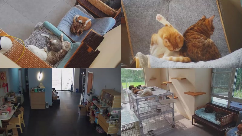 【2025-10-27 09点场】喵放送：喵放送☀️喵呜~