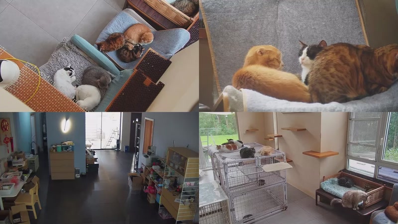 【2025-10-27 11点场】喵放送：喵放送☀️喵呜~