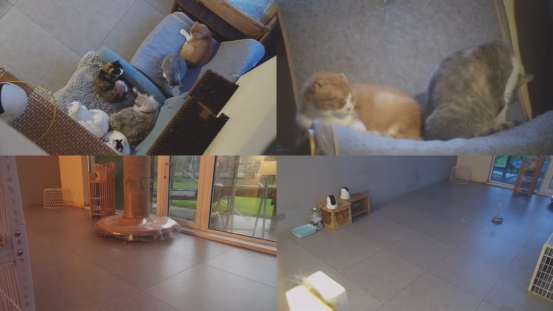 【2025-10-27 05点场】喵放送：喵放送☀️喵呜~