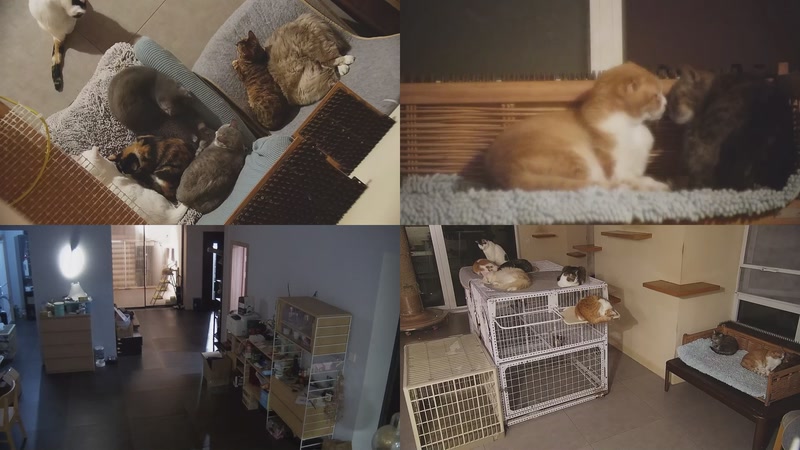 【2025-10-27 01点场】喵放送：喵放送☀️喵呜~