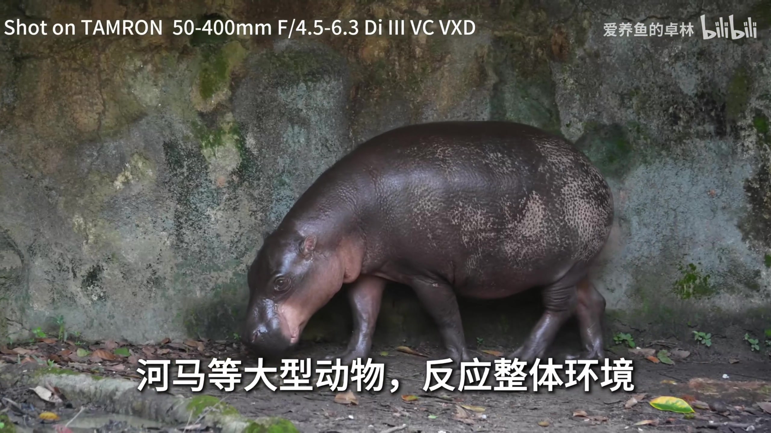 【2025-10-27 17点场】820邹倚天：晚上6点M联赛~~