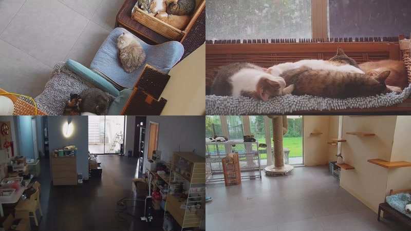 【2025-10-27 15点场】喵放送：喵放送☀️喵呜~