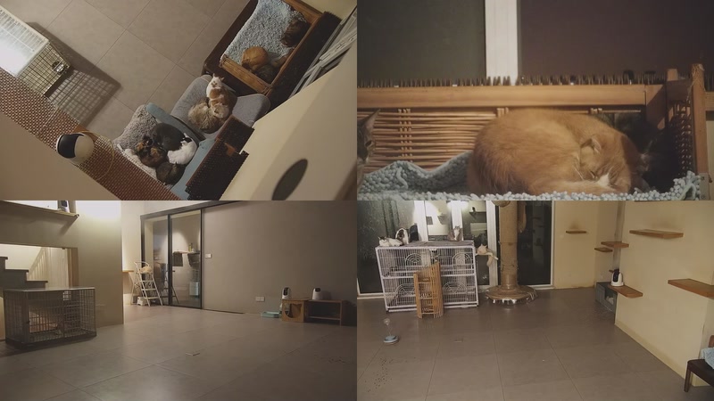 【2025-10-28 01点场】喵放送：喵放送☀️喵呜~