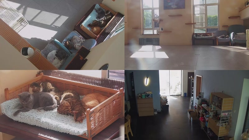 【2025-10-28 13点场】喵放送：喵放送☀️喵呜~