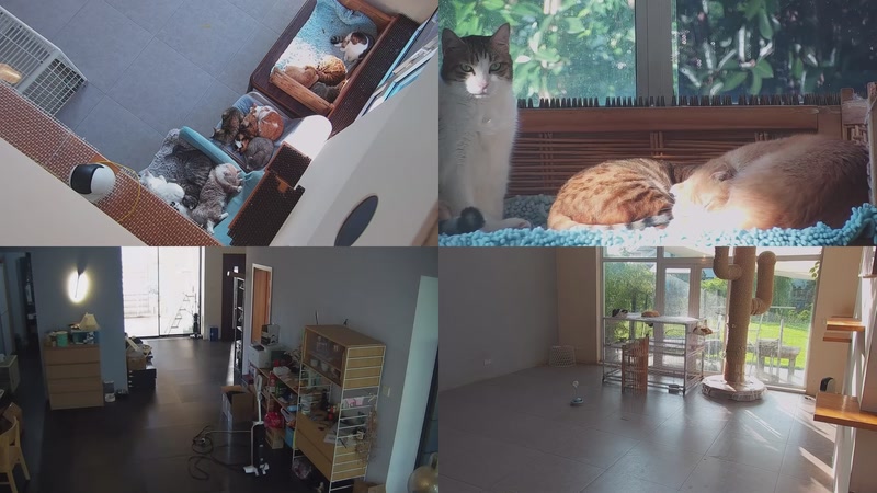 【2025-10-28 07点场】喵放送：喵放送☀️喵呜~