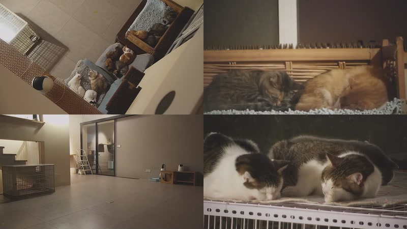 【2025-10-28 03点场】喵放送：喵放送☀️喵呜~