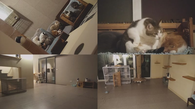 【2025-10-27 23点场】喵放送：喵放送☀️喵呜~