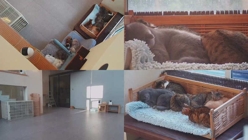 【2025-10-28 15点场】喵放送：喵放送☀️喵呜~