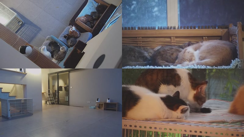 【2025-10-28 05点场】喵放送：喵放送☀️喵呜~