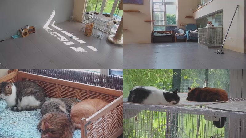 【2025-10-28 11点场】喵放送：喵放送☀️喵呜~