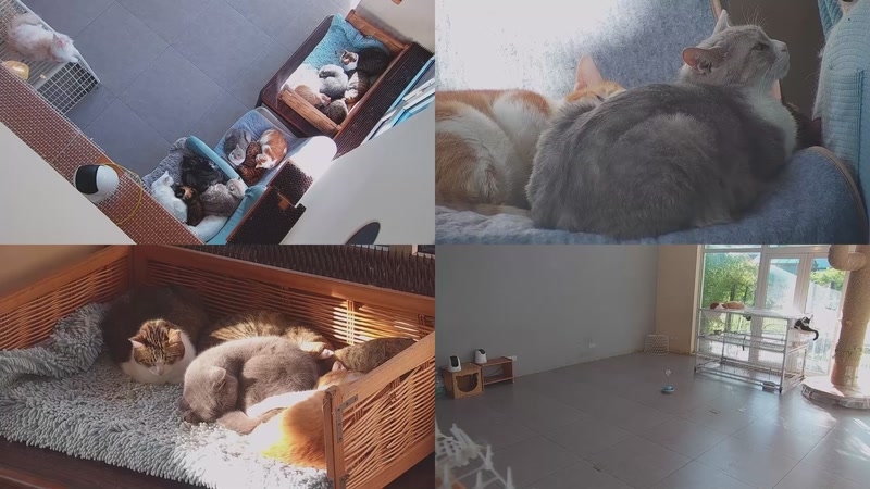 【2025-10-29 07点场】喵放送：喵放送☀️喵呜~