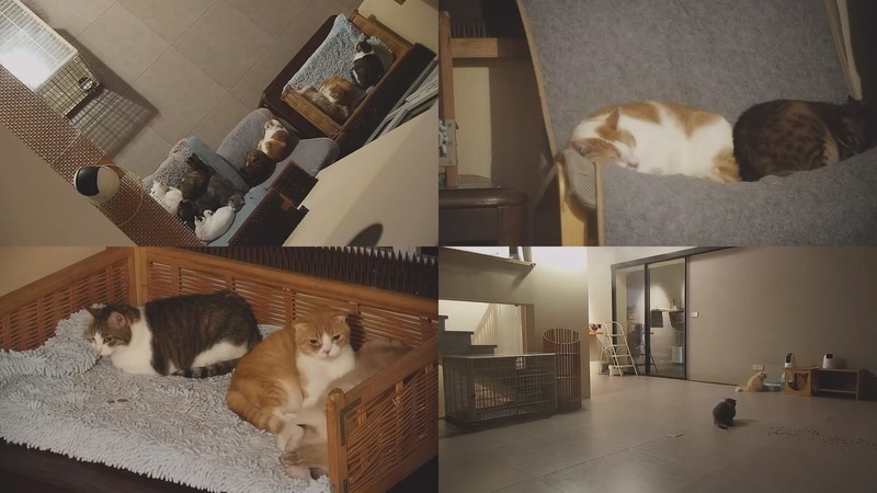 【2025-10-28 21点场】喵放送：喵放送☀️喵呜~