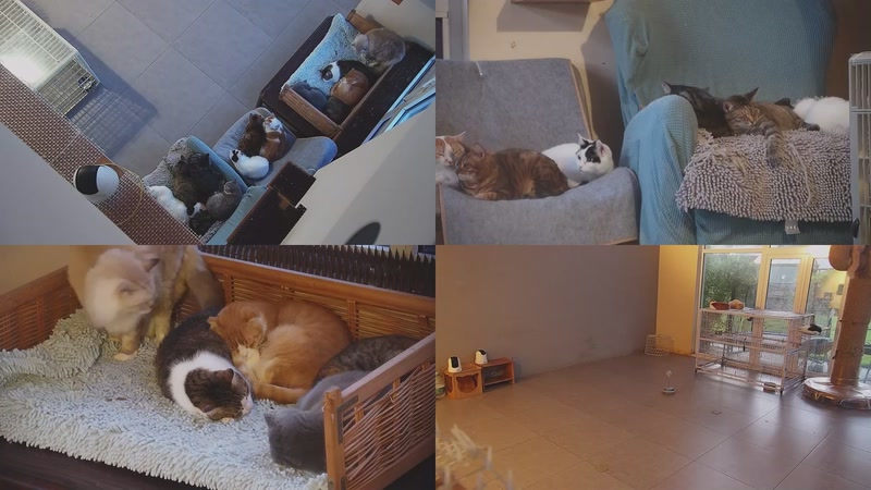 【2025-10-29 05点场】喵放送：喵放送☀️喵呜~