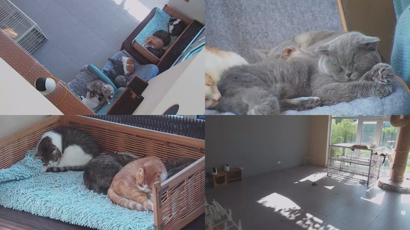 【2025-10-29 09点场】喵放送：喵放送☀️喵呜~