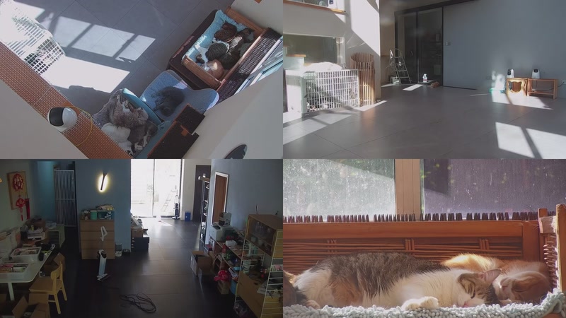 【2025-10-29 13点场】喵放送：喵放送☀️喵呜~