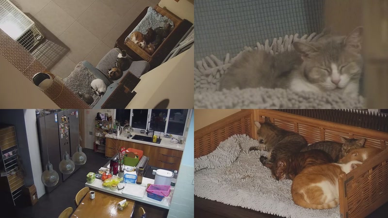 【2025-10-29 17点场】喵放送：喵放送☀️喵呜~