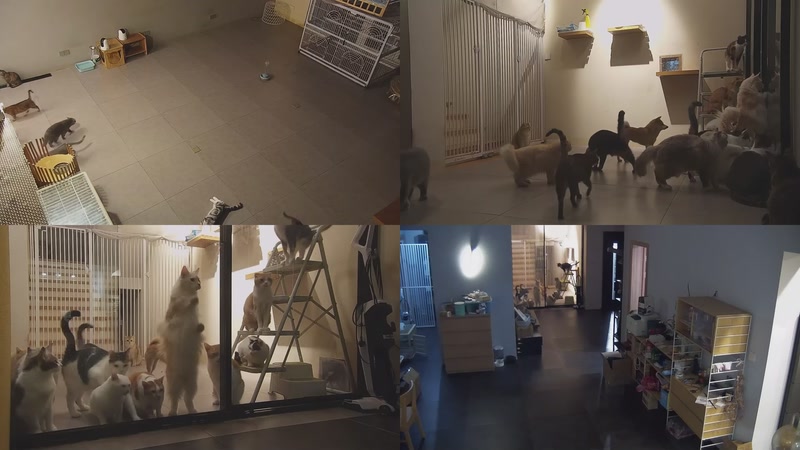 【2025-10-29 19点场】喵放送：喵放送☀️喵呜~