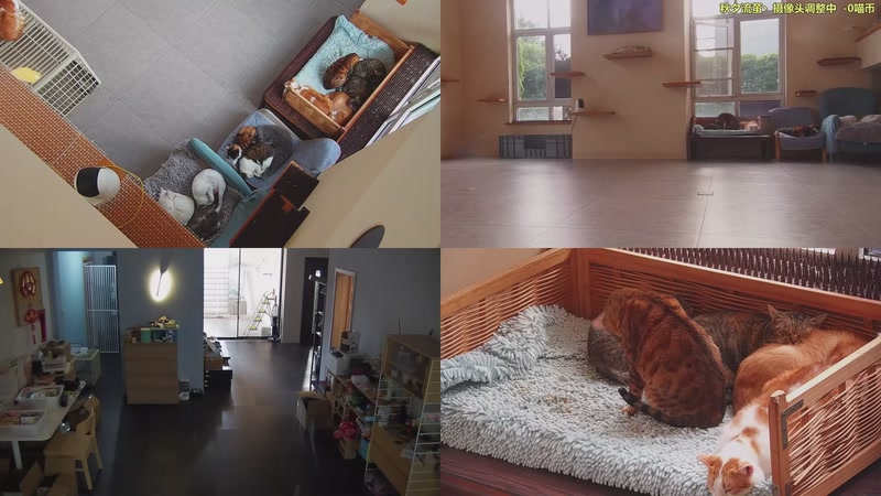 【2025-10-29 15点场】喵放送：喵放送☀️喵呜~