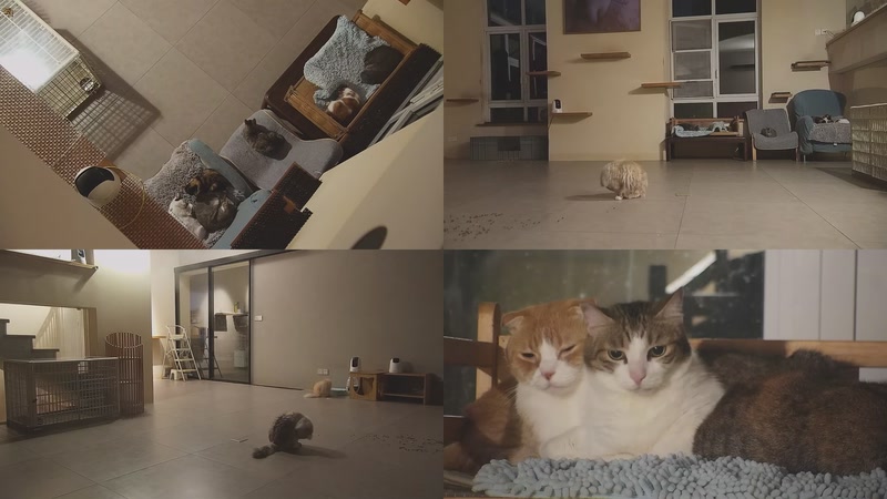 【2025-10-29 21点场】喵放送：喵放送☀️喵呜~