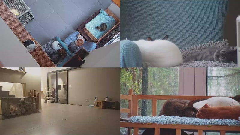 【2025-10-30 07点场】喵放送：喵放送☀️喵呜~