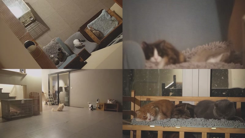 【2025-10-30 01点场】喵放送：喵放送☀️喵呜~