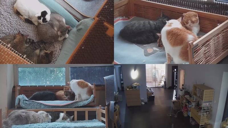 【2025-10-30 15点场】喵放送：喵放送☀️喵呜~