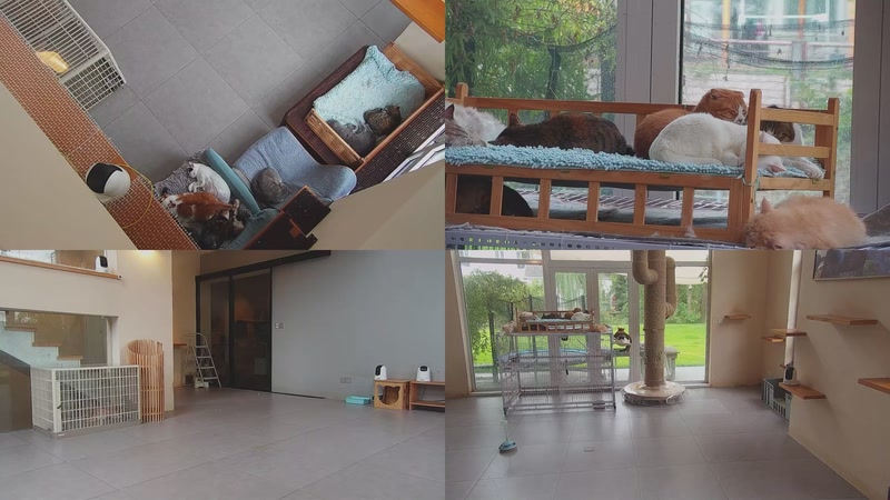 【2025-10-30 09点场】喵放送：喵放送☀️喵呜~