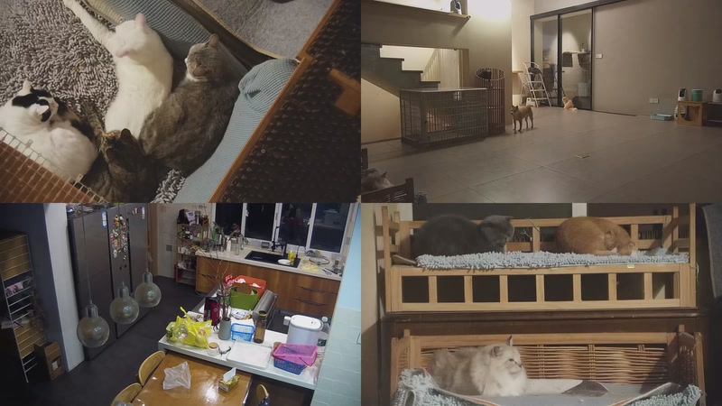 【2025-10-30 17点场】喵放送：喵放送☀️喵呜~