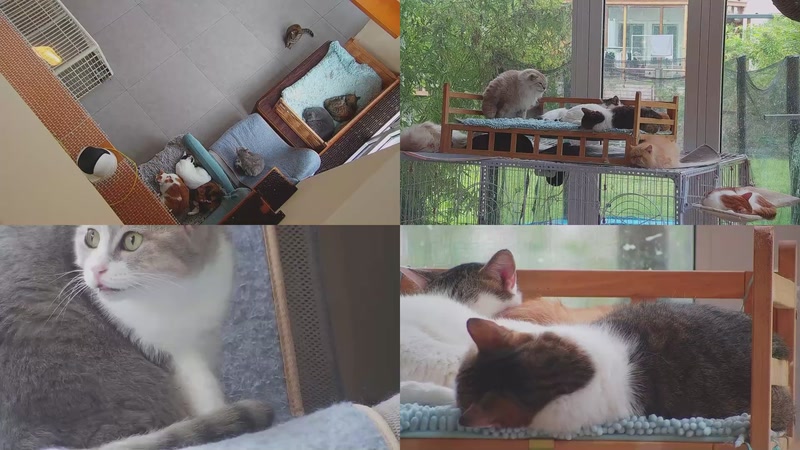 【2025-10-30 11点场】喵放送：喵放送☀️喵呜~