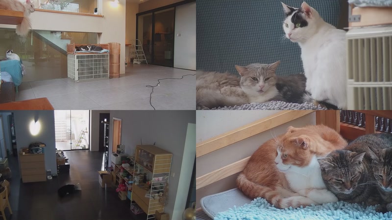 【2025-10-31 15点场】喵放送：喵放送☀️喵呜~