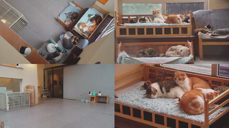 【2025-10-31 07点场】喵放送：喵放送☀️喵呜~