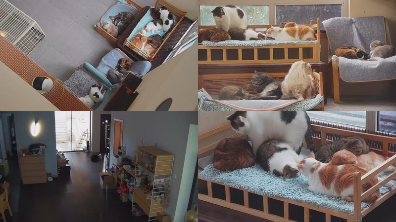 【2025-10-31 11点场】喵放送：喵放送☀️喵呜~