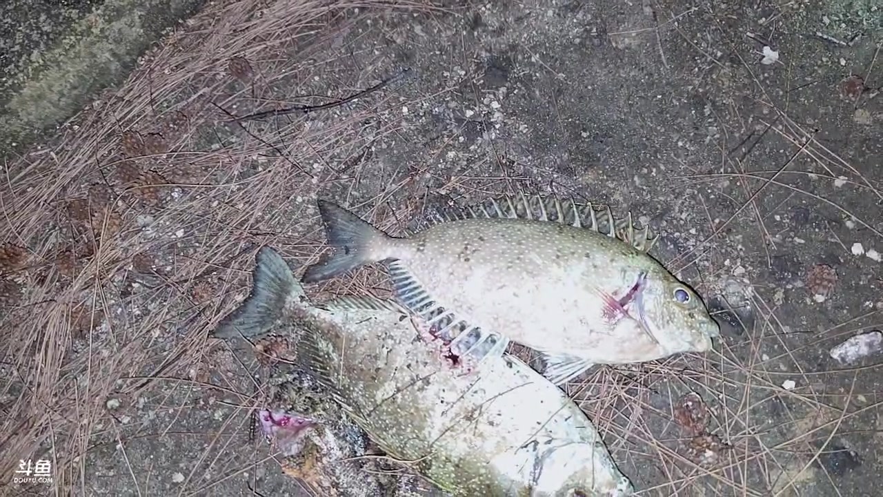 【2025-10-31 19点场】主播大飞牛肉：印度尼西亚三傻15天荒岛生活