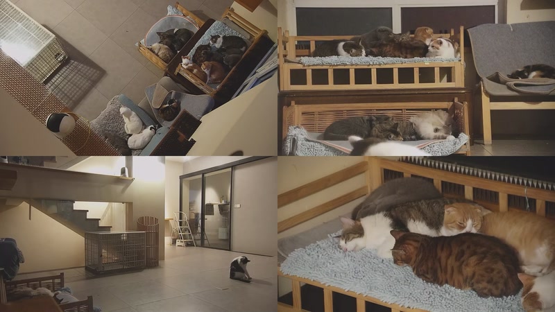 【2025-10-31 05点场】喵放送：喵放送☀️喵呜~