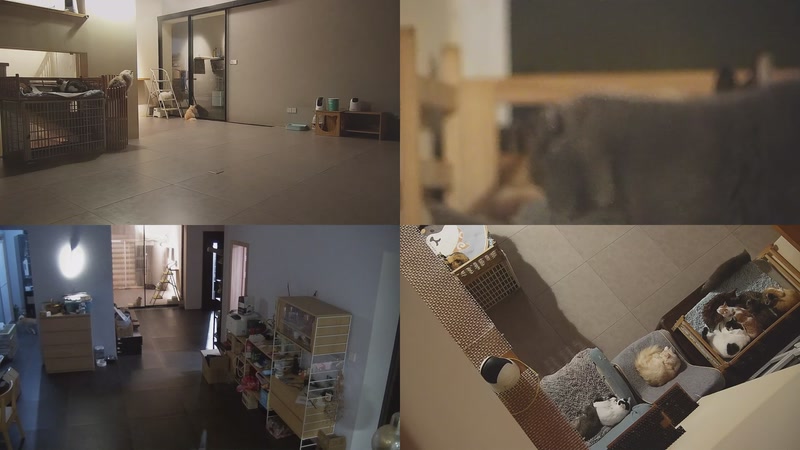 【2025-10-31 17点场】喵放送：喵放送☀️喵呜~