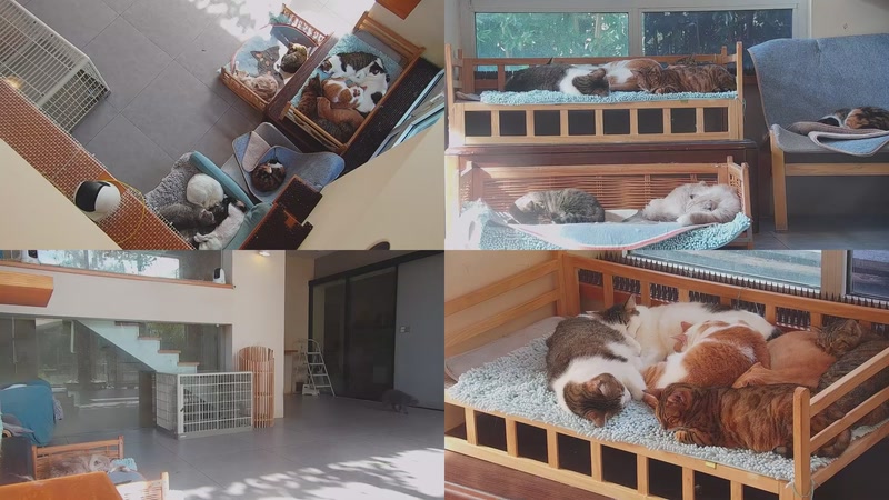 【2025-10-31 09点场】喵放送：喵放送☀️喵呜~