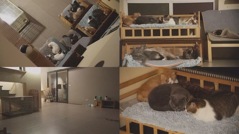 【2025-10-30 21点场】喵放送：喵放送☀️喵呜~