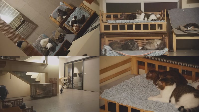 【2025-10-31 01点场】喵放送：喵放送☀️喵呜~