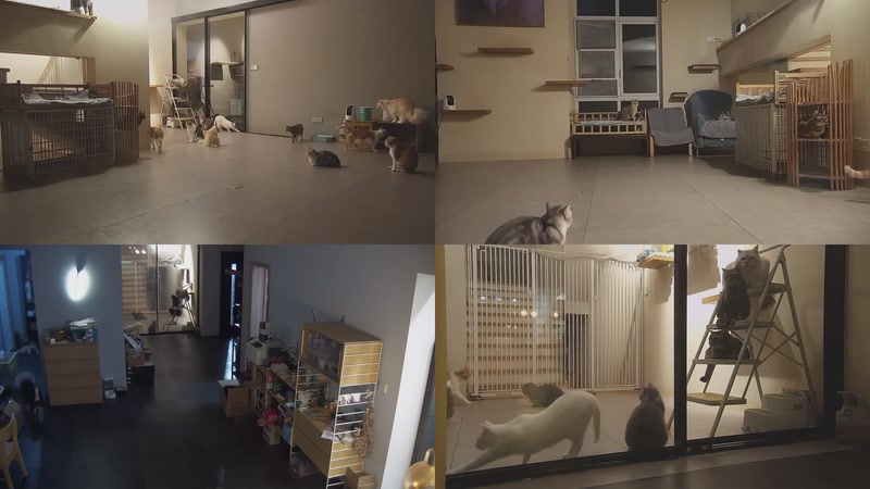 【2025-10-31 19点场】喵放送：喵放送☀️喵呜~