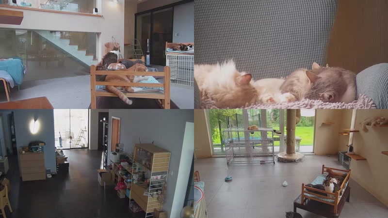 【2025-10-31 13点场】喵放送：喵放送☀️喵呜~