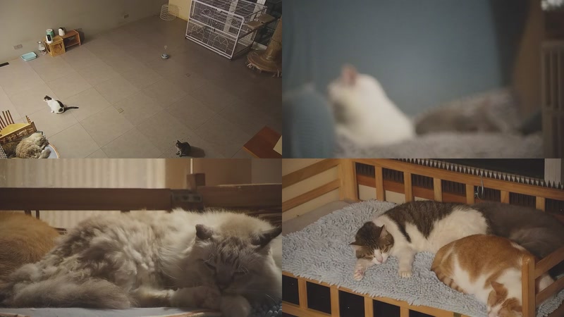 【2025-11-01 01点场】喵放送：喵放送☀️喵呜~