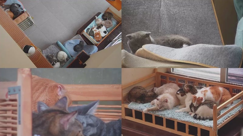 【2025-11-01 11点场】喵放送：喵放送☀️喵呜~