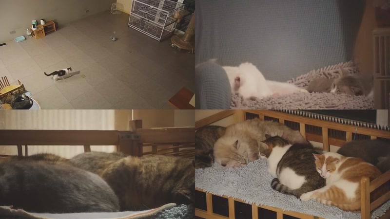 【2025-11-01 05点场】喵放送：喵放送☀️喵呜~