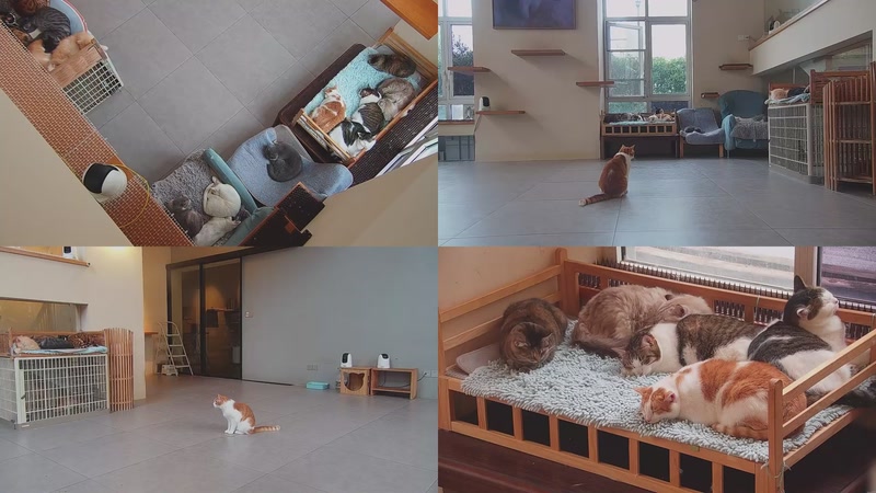 【2025-11-01 07点场】喵放送：喵放送☀️喵呜~