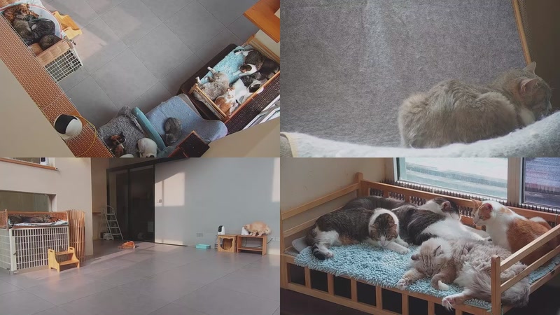 【2025-11-01 15点场】喵放送：喵放送☀️喵呜~