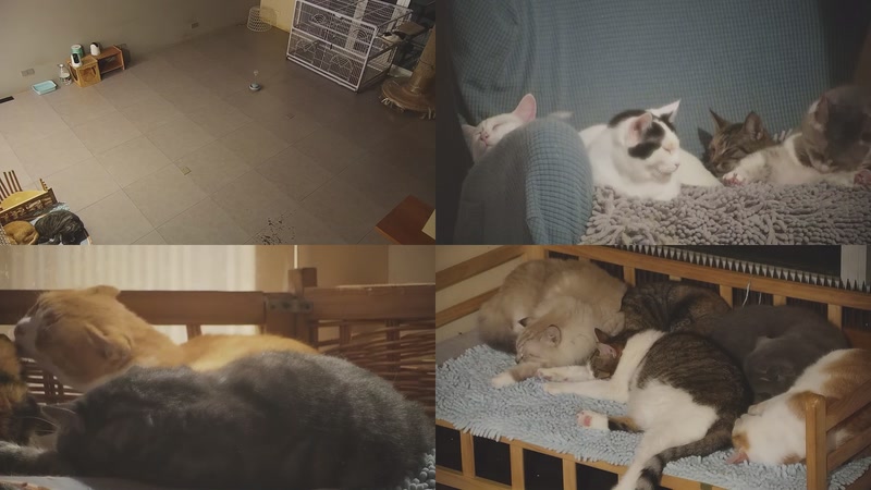 【2025-10-31 23点场】喵放送：喵放送☀️喵呜~